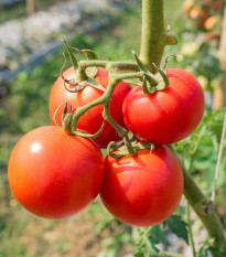 Paradajka Karkulka - Solanum lycopersicum - semená paradajky - 20 ks