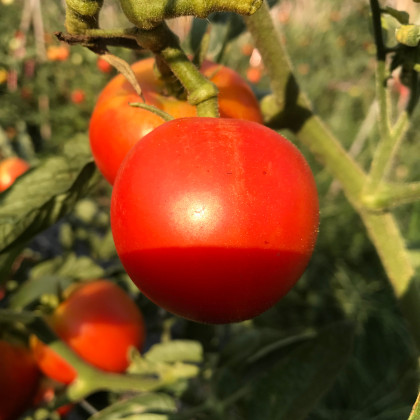 Paradajka Harzfeuer F1 - Solanum lycopersicum - semená paradajky - 6 ks