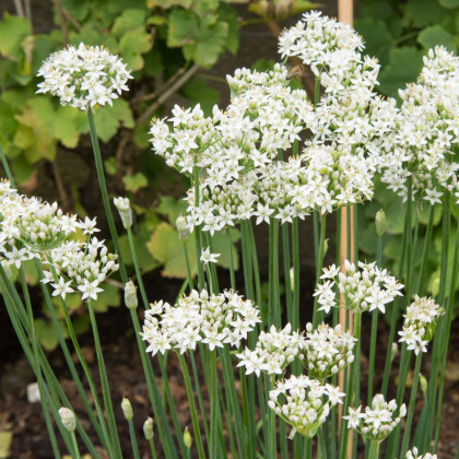 Pažítka cesnaková - Allium Tuberosum - semená - 200 ks