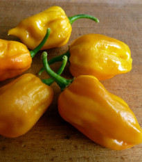 Chilli Habanero žlté - Capsicum Chinense - semená chilli