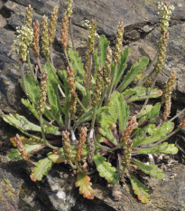 Skorocel Minutina - Plantago coronopus - semená skorocela - 500 ks