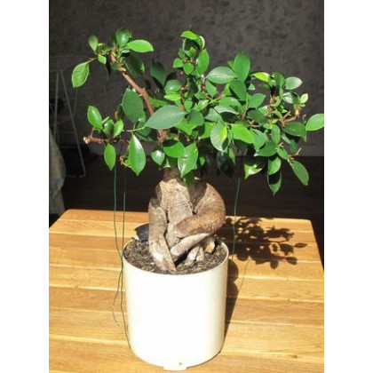 Figovník tajvanský - Ficus retusa - semená figovníka - semiačka - 5 ks