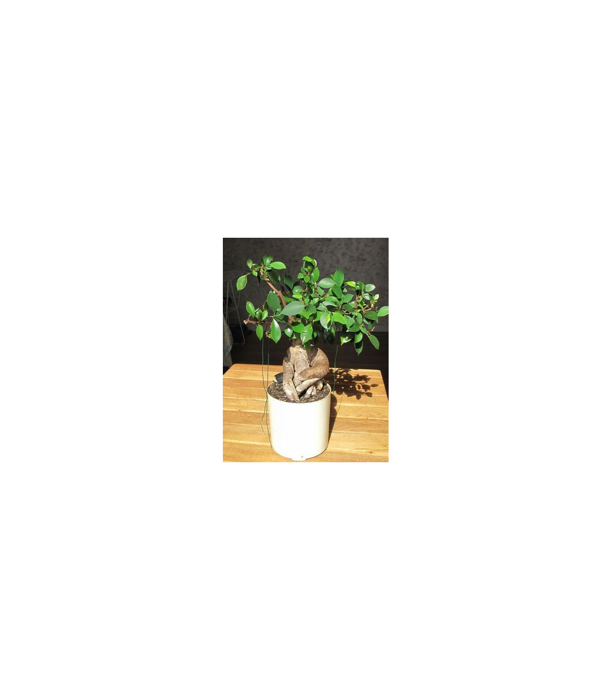 Figovník tajvanský - Ficus retusa - semená figovníka - 5 ks