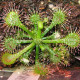 Drosera burkeana - Drosera burkeana - semené drosery - 15 ks