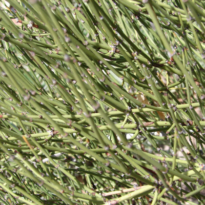 Chvojník viridis - Ephedra viridis - semená chvojníka - semiačka - 8 ks