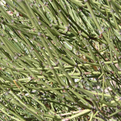 Chvojník viridis - Ephedra viridis - semená chvojníka - 8 ks
