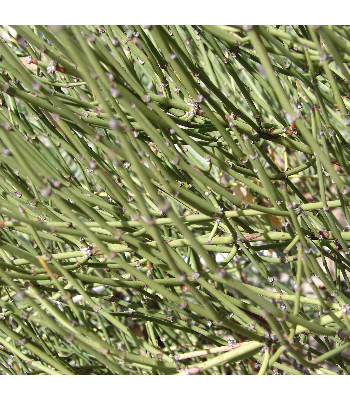Chvojník viridis - Ephedra viridis - semená chvojníka - 8 ks