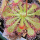 Rosička burkeana - Drosera burkeana - semené drosery - 15 ks