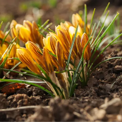 Krókus zlatý - Crocus Fuscontinctus - hľuzy krókusu - 3 ks