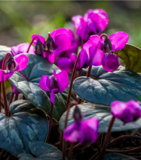 Cyklámen - Cyclamen coum - hľuzy cyklaména - 1 ks