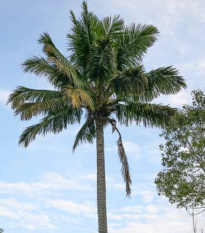 Palma Beccariophoenix madagaskarská - semená palmy - semiačka - 2 ks