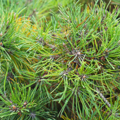 Borovica horská - Pinus mugo mughus - semená borovice - semiačka - 5 ks