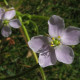 Rosička indická - Drosera indica - semená - 15 ks