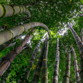 Kráľ bambusov - Phyllostachys edulis - semená bambusov - 3 ks