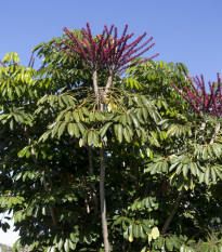 Šeflera actinophylla - Schefflera actinophylla - semená šeflery - semiačka - 6 ks