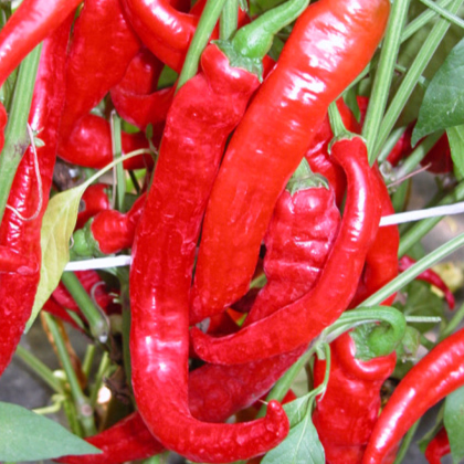 Paprika baraní roh Artist - Capsicum annuum - semená - 15 ks