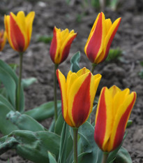 Tulipán nízky Stresa - cibuľky tulipánov - 3 ks