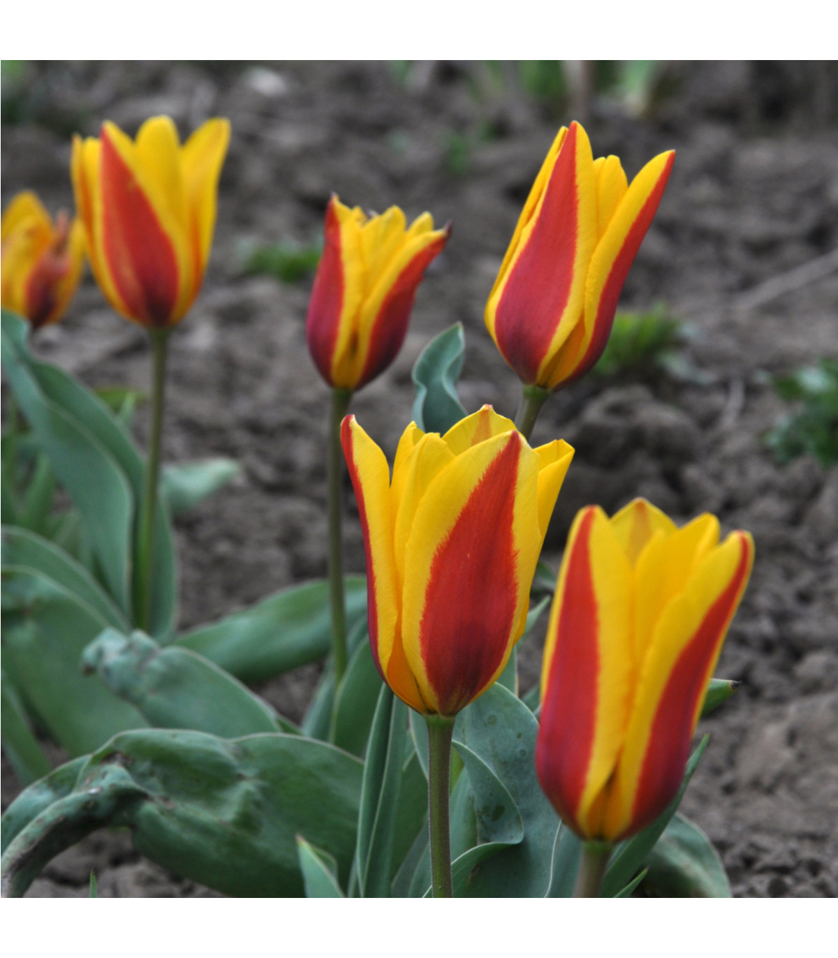 Tulipán nízky Stresa - cibuľky tulipánov - 3 ks