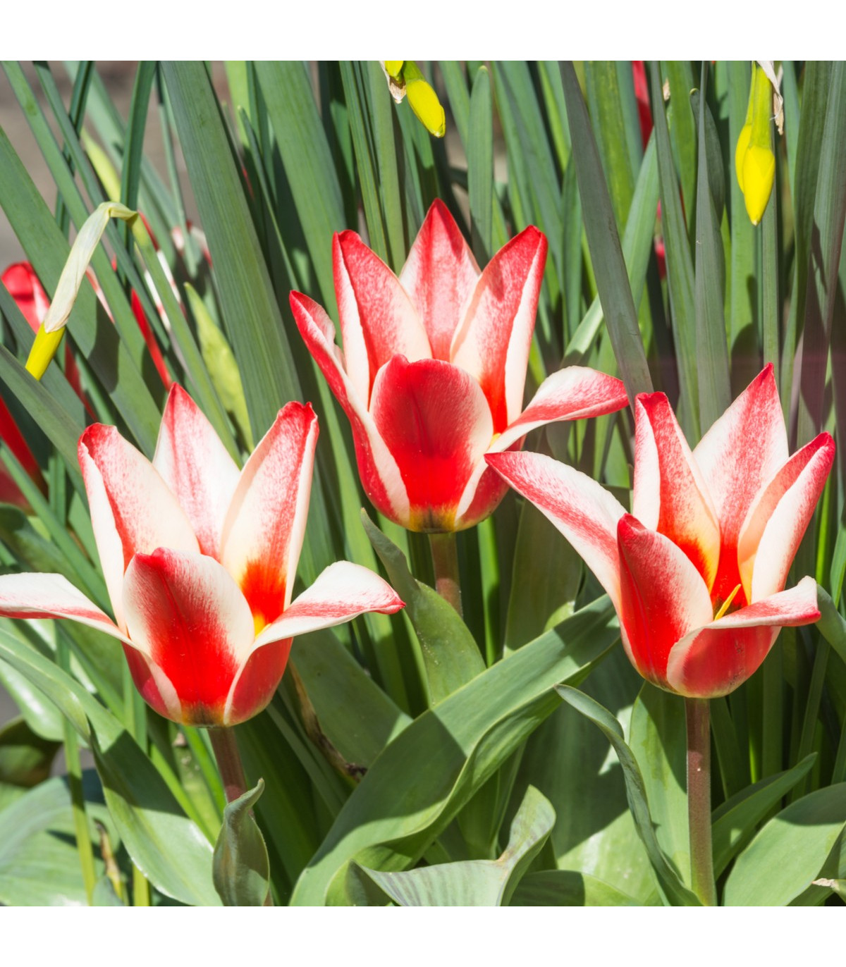 Tulipán Pinochio - cibuľky tulipánov - 3 ks