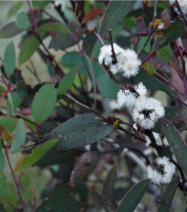 Eukalyptus Pauciflora - Blahovičník - Eucalyptus pauciflora - semená eukalyptu - 8 ks