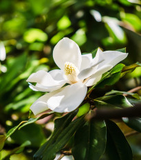 Magnólia veľkokvetá - Magnolia grandiflora - semená magnólie - 5 ks