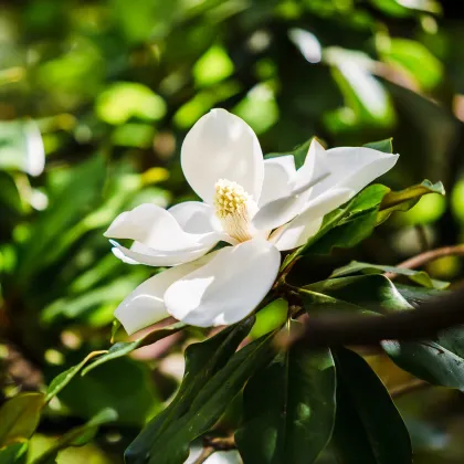 Magnólia veľkokvetá - Magnolia grandiflora - semená magnólie - 5 ks