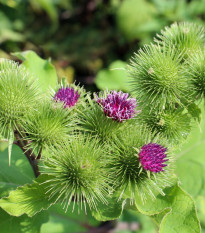 Lopúch väčší - Arctium lappa - semená lopúcha - 10 ks