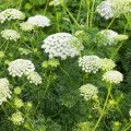 Parasca väčšia - Ammi majus - semená parasce - 150 ks