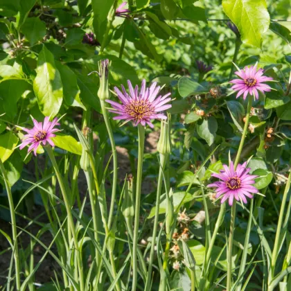 Kozobrada fialová - Tragopogon porrifolius - semená kozobrady - 90 ks