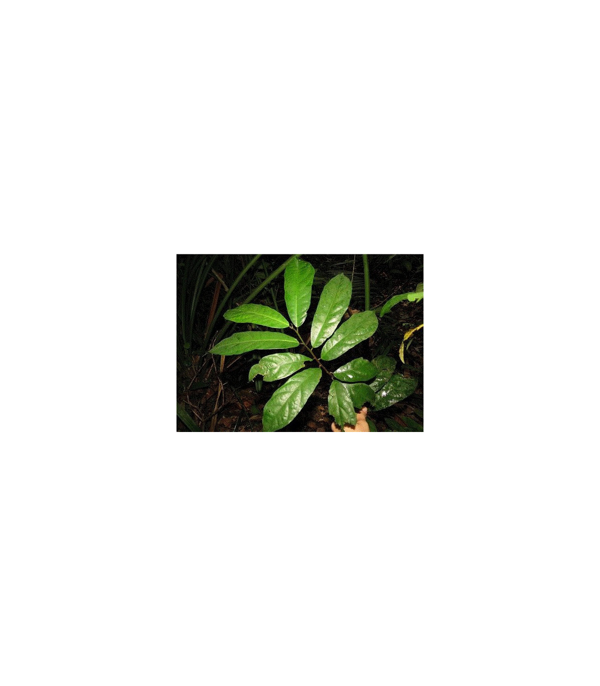 Figovník ribes - Ficus ribes - semená figovníka - 5 ks