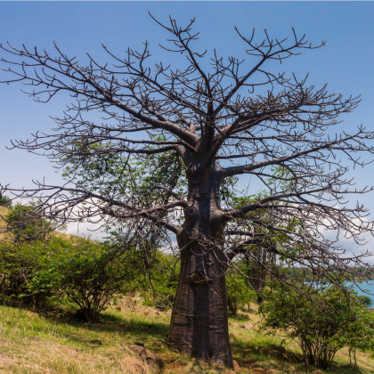 Fľaškovník - Adansonia suarezensis - baobab - semená - semiačka - 2 ks