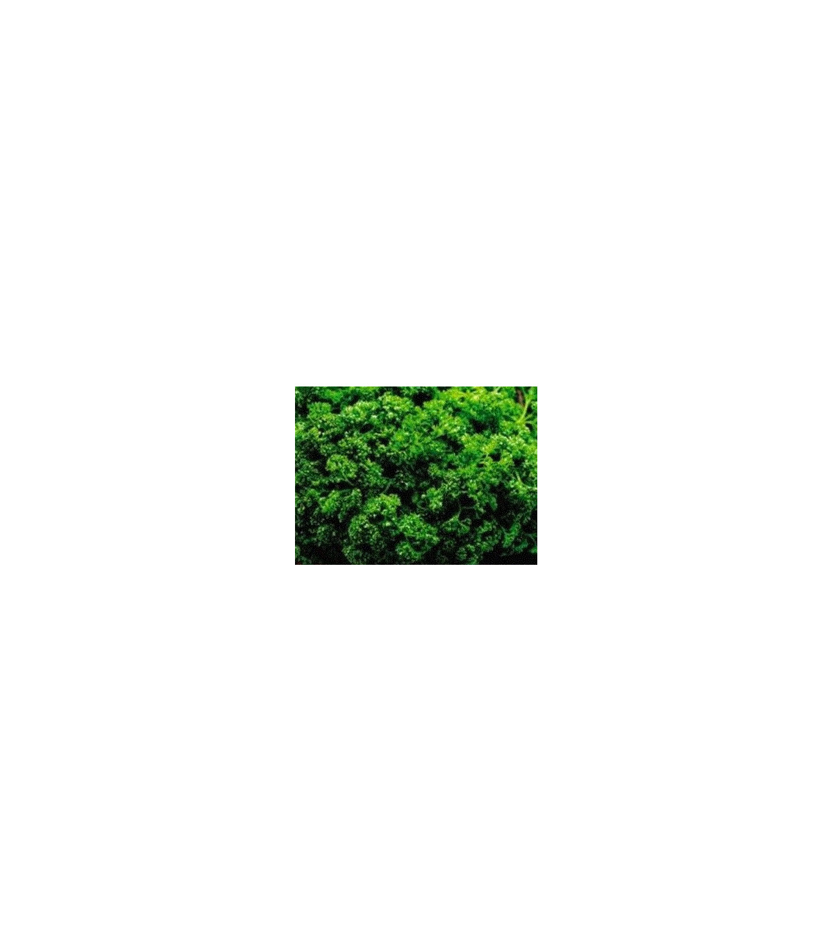 Petržlen Clivi - Petroselinum crispum - semená petržlenu - 0,7 g