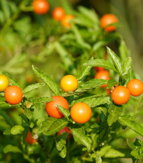 Solanum sessiliflorum - Solanum sessiliflorum - semená solanomu - 10 ks