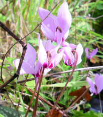 Cyklamén ružový - Cyclamen cilicium - hľuzy cyklaména - 1 ks