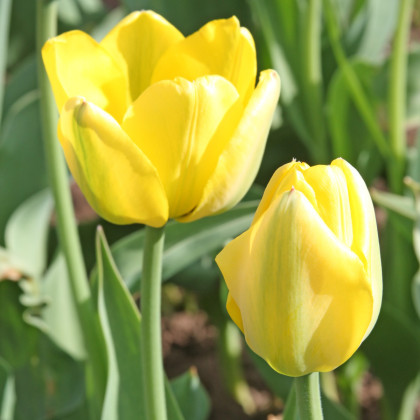 Tulipán Zlatý Apeldoorn cibule - predaj cibuľovín z Holandska - 3 ks