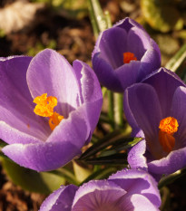 Krókus Grand Maitre - Crocus Grand Maitre - hľuzy krókusu - 3 ks