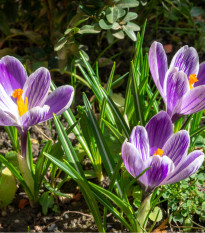 Krókus King of striped - Crocus vernus - hľuzy krókusu - 3 ks