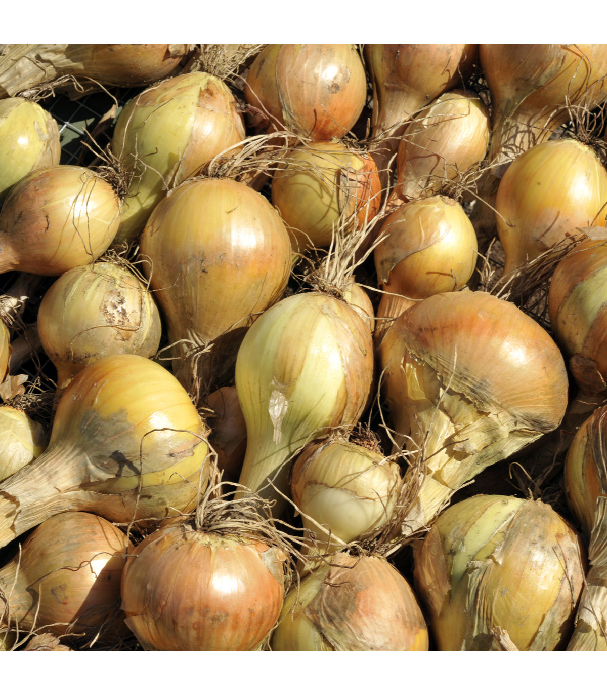 Cibuľa kuchynská Sturon - Allium cepa - semená - 250 ks