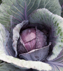 Kapusta červená poloneskorá Pourovo - Brassica pekinensis - semená kapusty - 200 ks