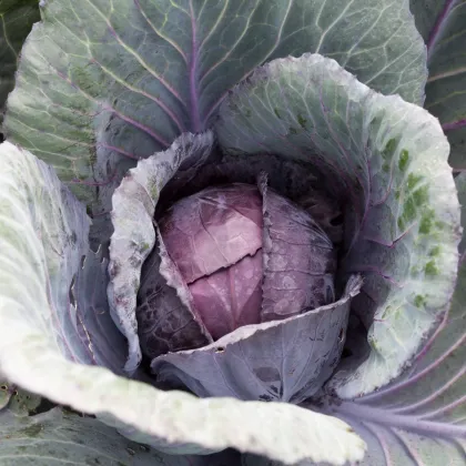 Kapusta červená poloneskorá Pourovo - Brassica pekinensis - semená kapusty - 200 ks