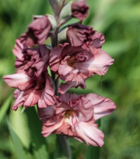 Gladiola čokoládová - gladiola - Gladiolus - hľuzy gladioly - 3 ks