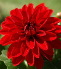 Georgína Arabská noc - Dahlia - hľuzy georgín - 1 ks