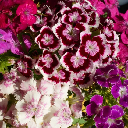 Klinček bradatý plnokvetý - Dianthus barbatus - semená klinčeka - 250 ks