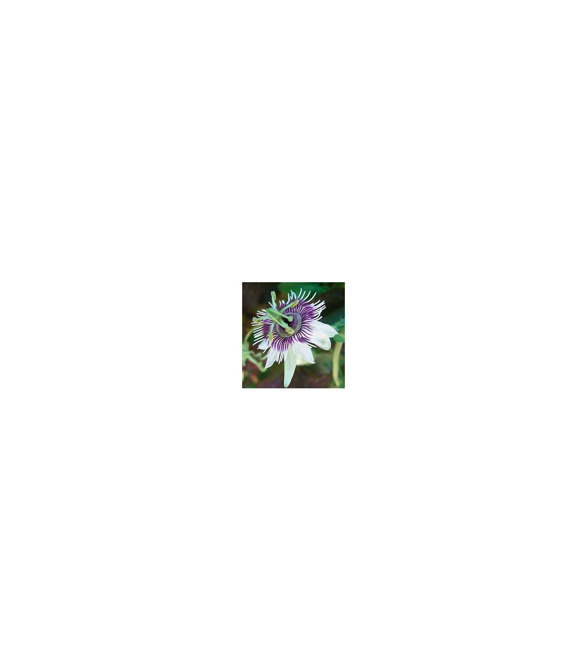 Mučenka morušolistá - Passiflora morifolia - semená mučenky - 4 ks