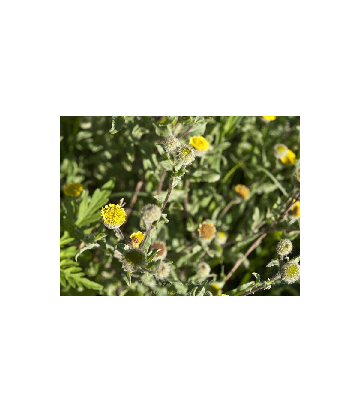Blšník obyčajný - Pulicaria vulgaris - semená - 50 ks