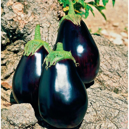 Baklažán skorý český - Solanum melongena - semená - 100 ks