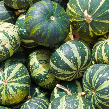 Tekvica byvolia - Cucurbita foetidissima - semená tekvice - 3 ks