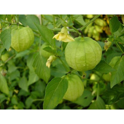 Tomatillo - Physalis ixocarpa - semená - 5 ks