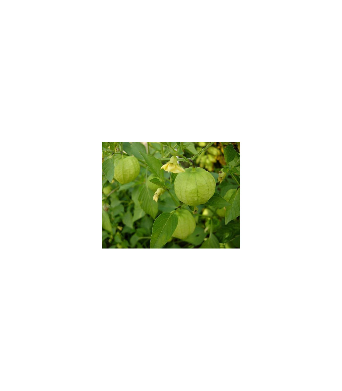 Tomatillo - Physalis ixocarpa - semená - 5 ks