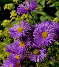 Astra kopcová - Aster amellus - semená - 70 ks